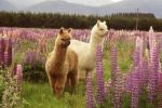 Image of GEM ALPACA FARM TOURS - Fairlie